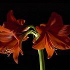 Amaryllis Low-Key