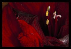 Amaryllis macro