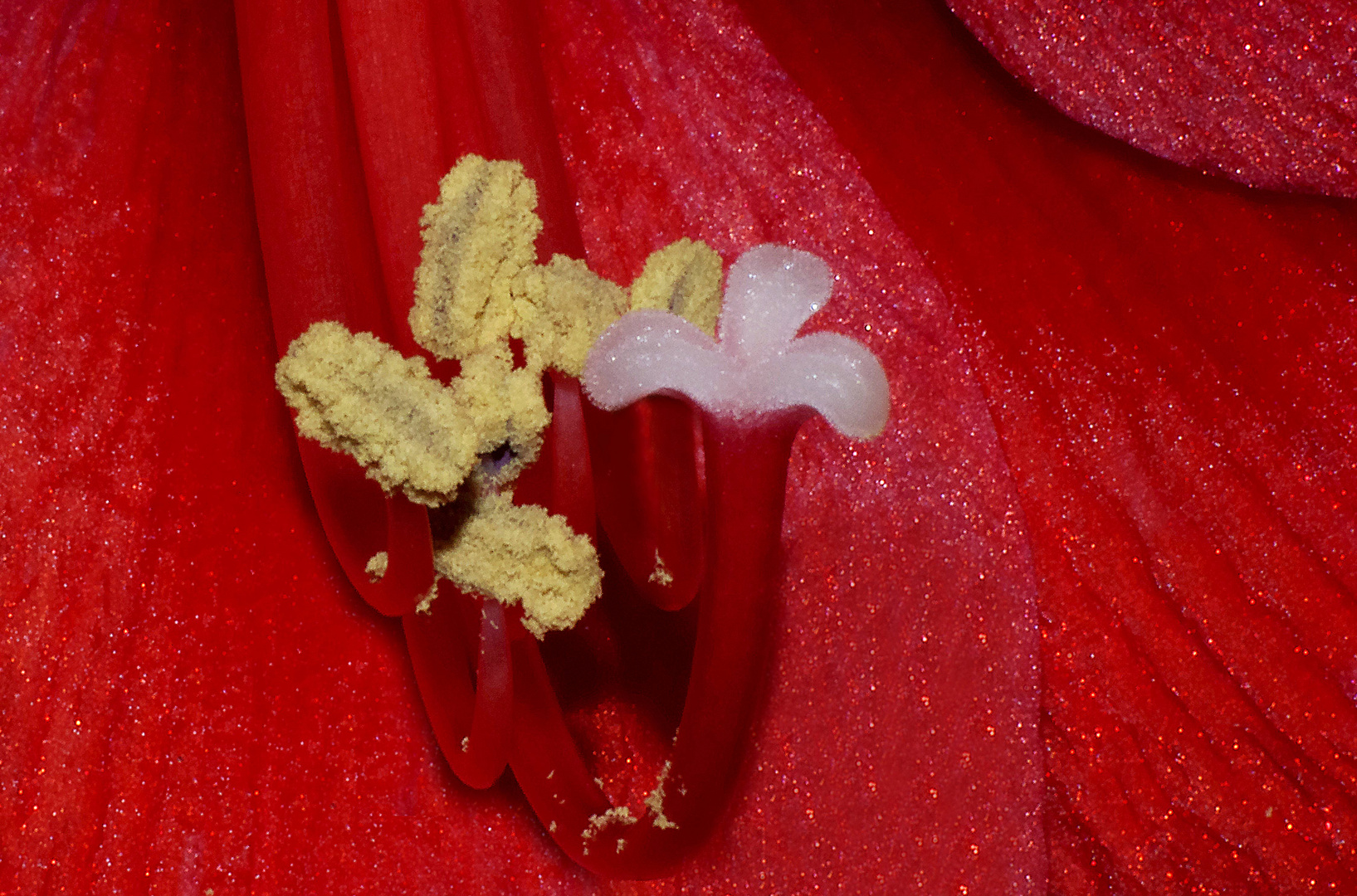 ...Amaryllis - Makro