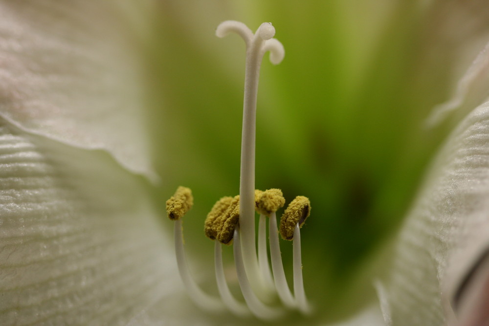 Amaryllis-Makro