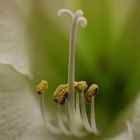 Amaryllis-Makro