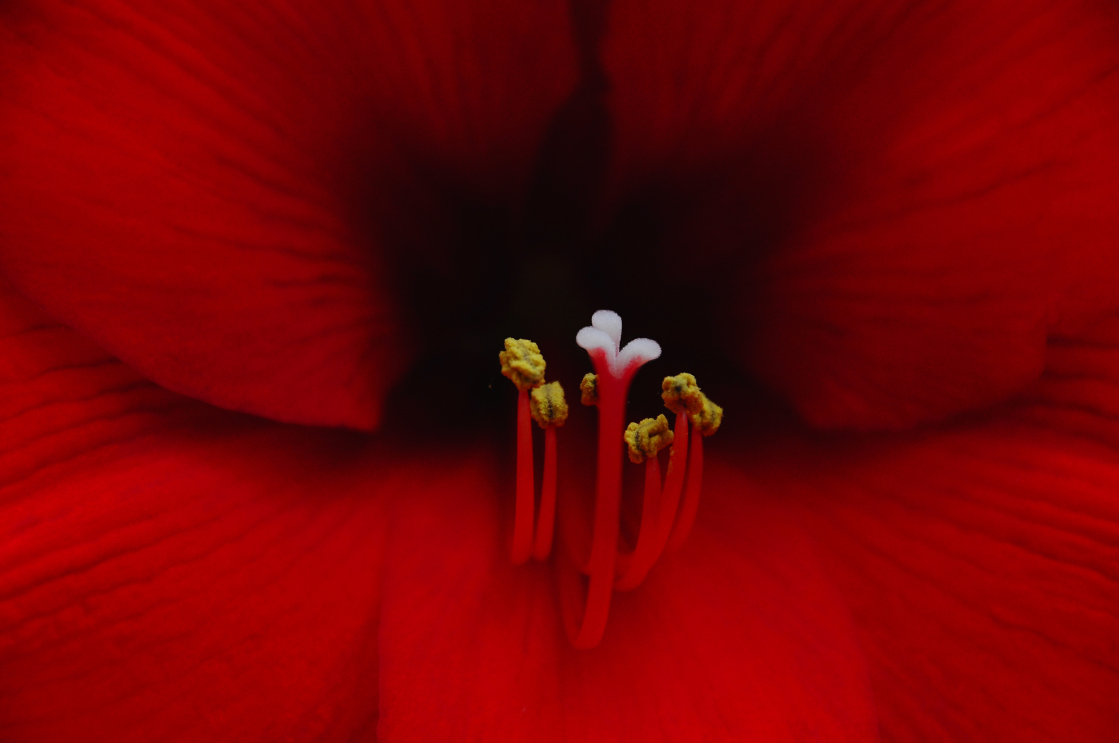 Amaryllis - Makro.