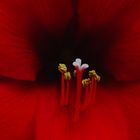 Amaryllis - Makro.