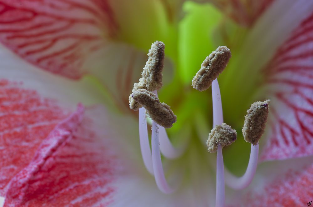 Amaryllis - Makro