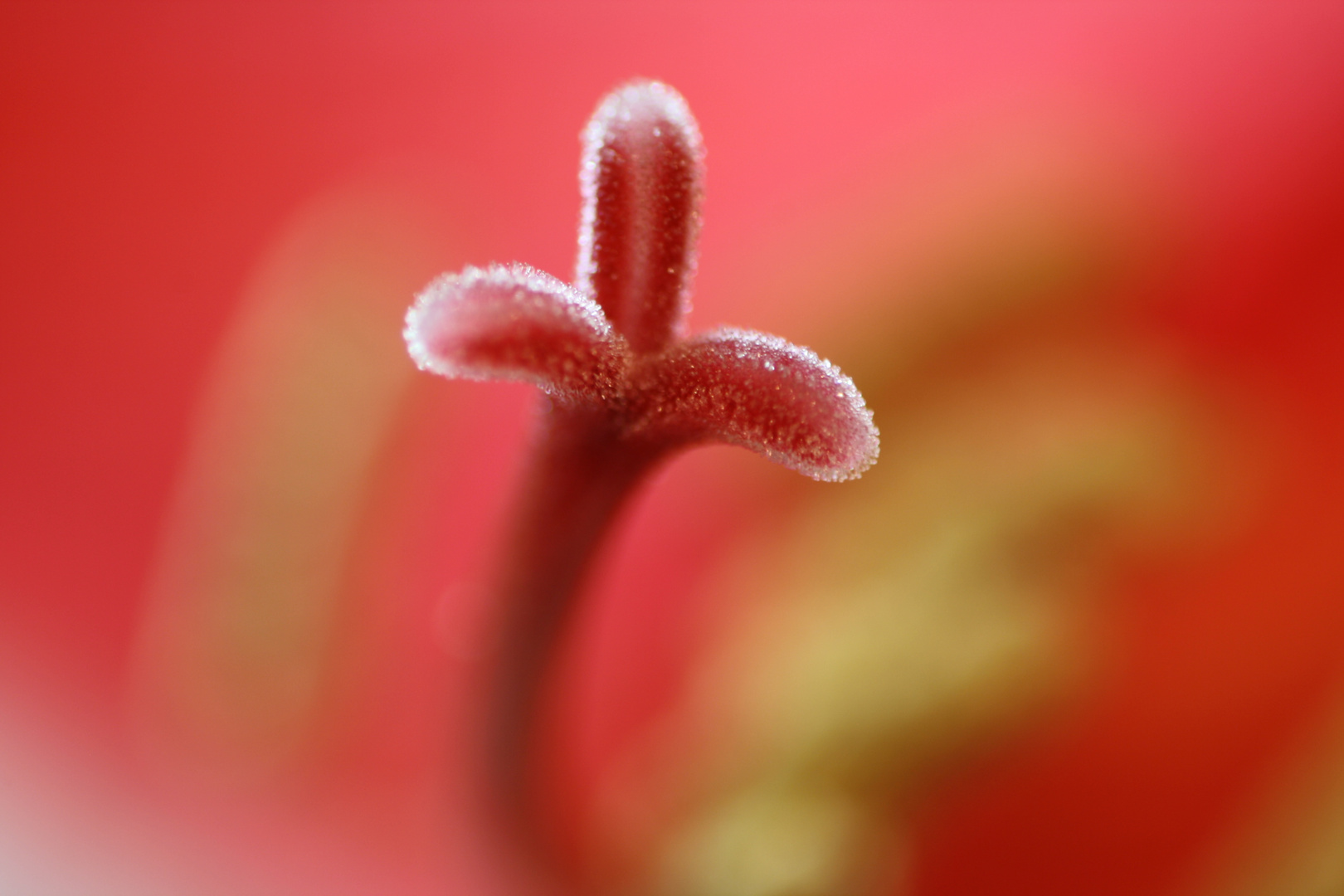 Amaryllis Makro