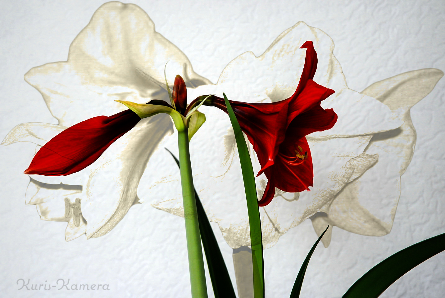 Amaryllis mal zwei