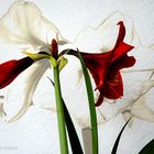 Amaryllis mal zwei