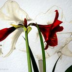 Amaryllis mal zwei