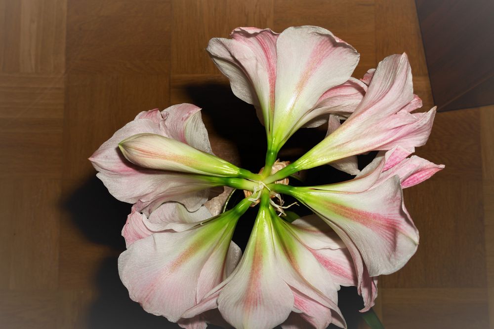 Amaryllis mit 8 aus einem Stiel