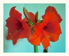 Amaryllis mit Sechs Blüten ( Ritterstern )