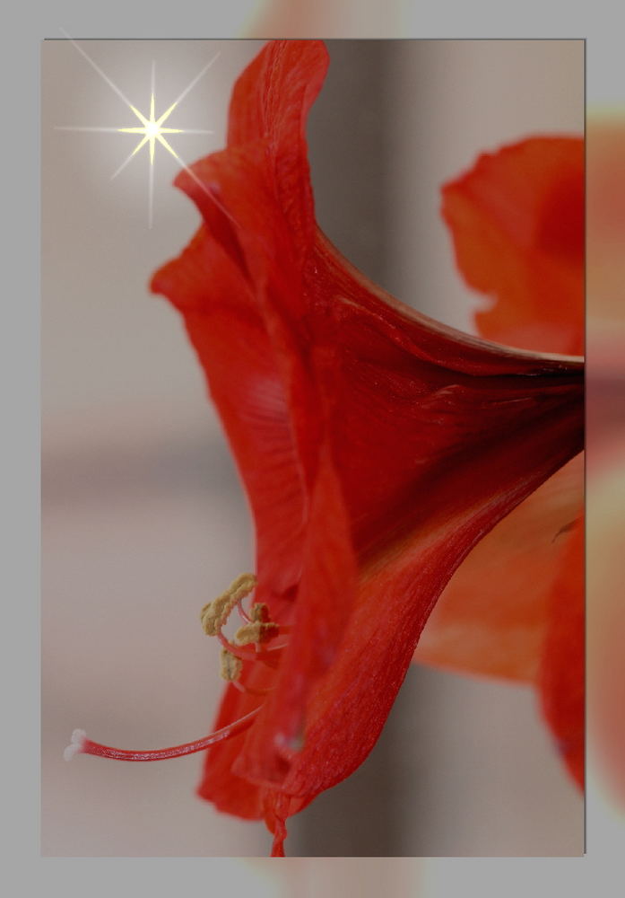 Amaryllis mit stern weils heut so trübe ist