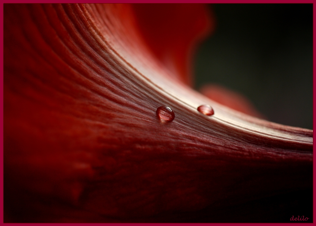 Amaryllis mit Tropfen