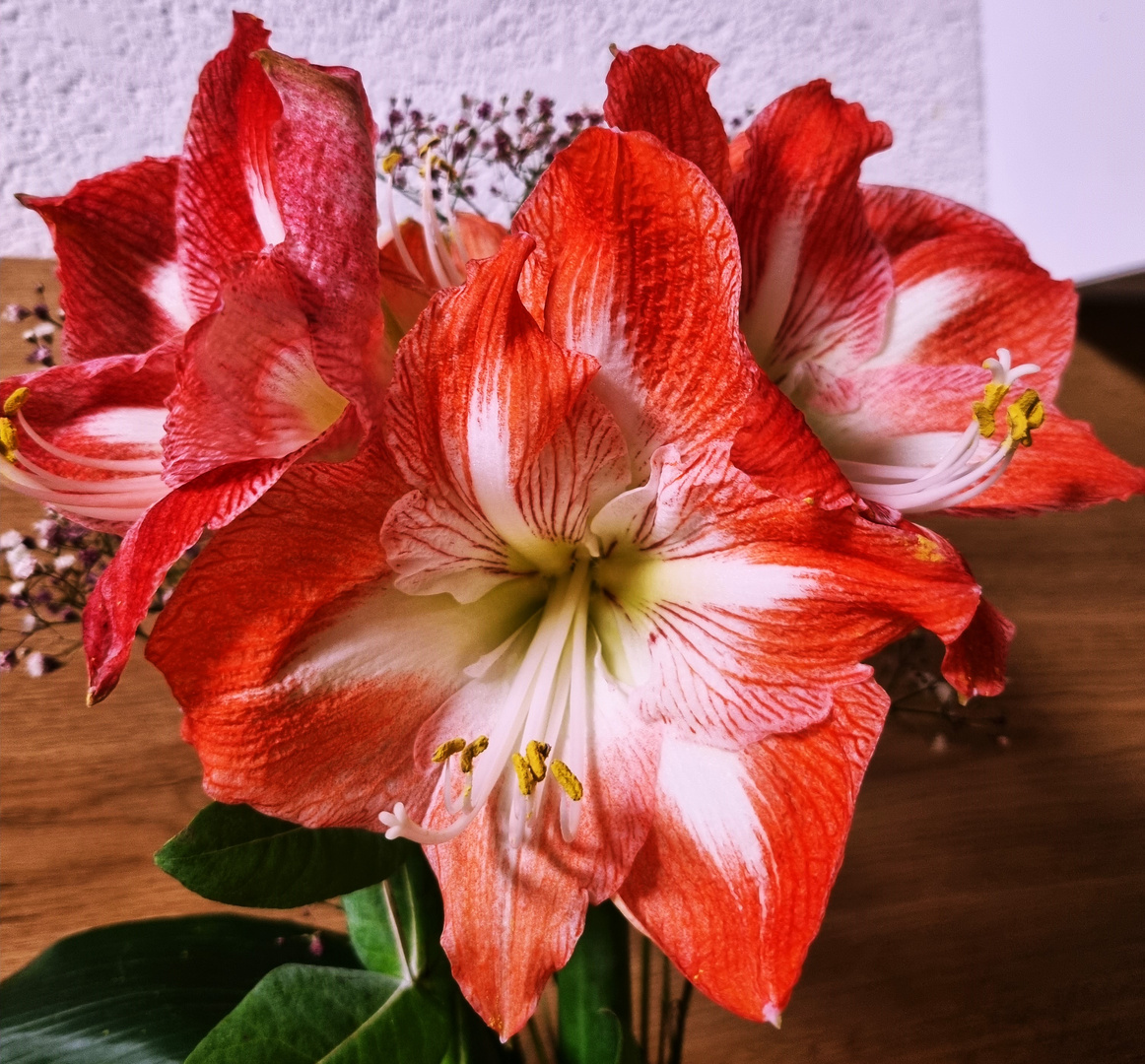 Amaryllis mit vier Blüten