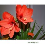 Amaryllis-Mittwochsblümchen