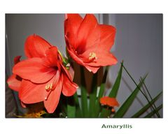 Amaryllis-Mittwochsblümchen