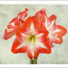 Amaryllis (Mittwochsblümchen)