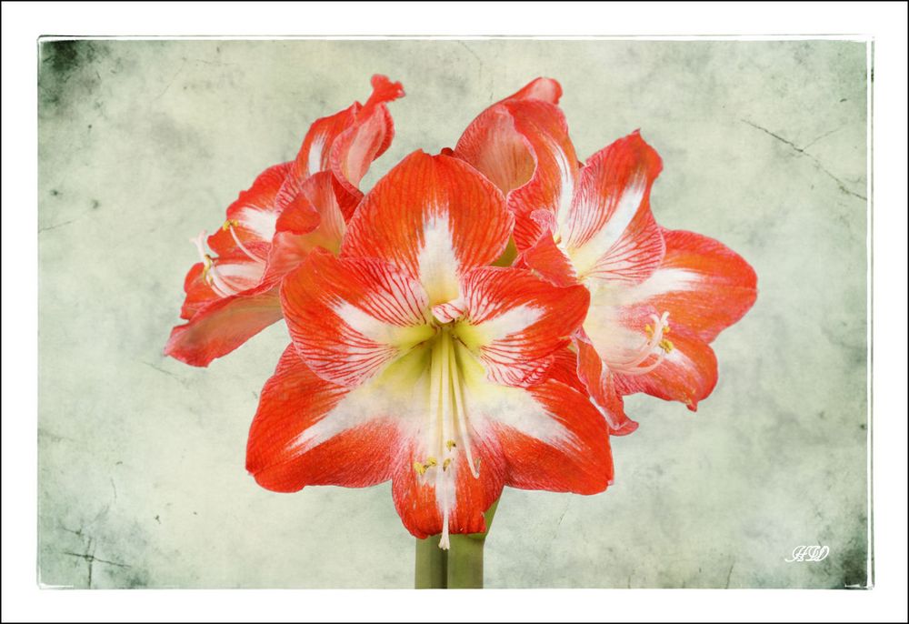 Amaryllis (Mittwochsblümchen)