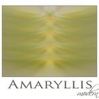 Amaryllis modern