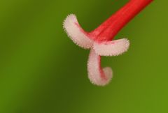 Amaryllis Narbe