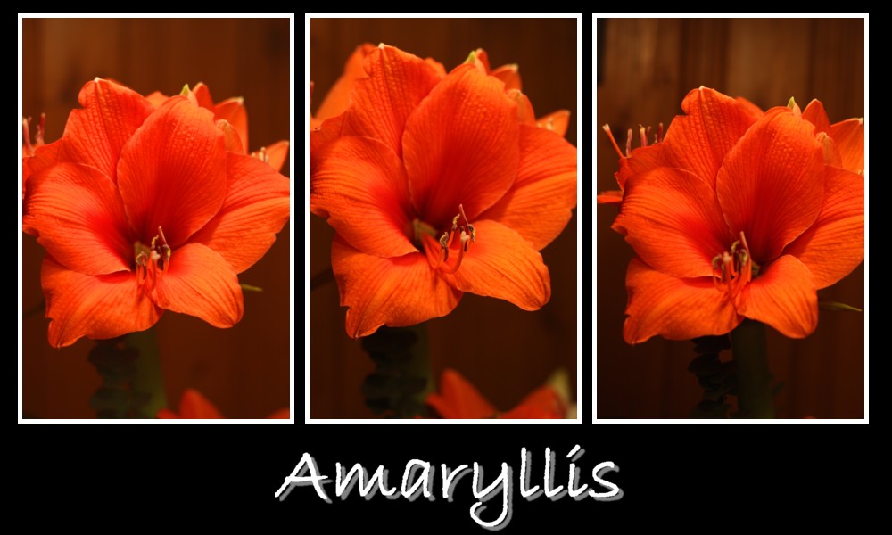 Amaryllis no1