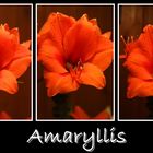 Amaryllis no1