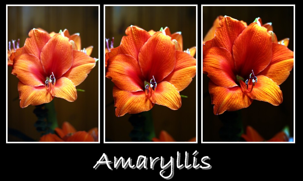 Amaryllis no2