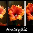 Amaryllis no2