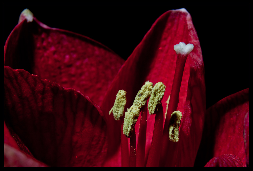 Amaryllis no.2