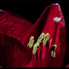 Amaryllis no.2