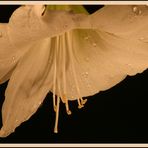 Amaryllis nr. Zwo