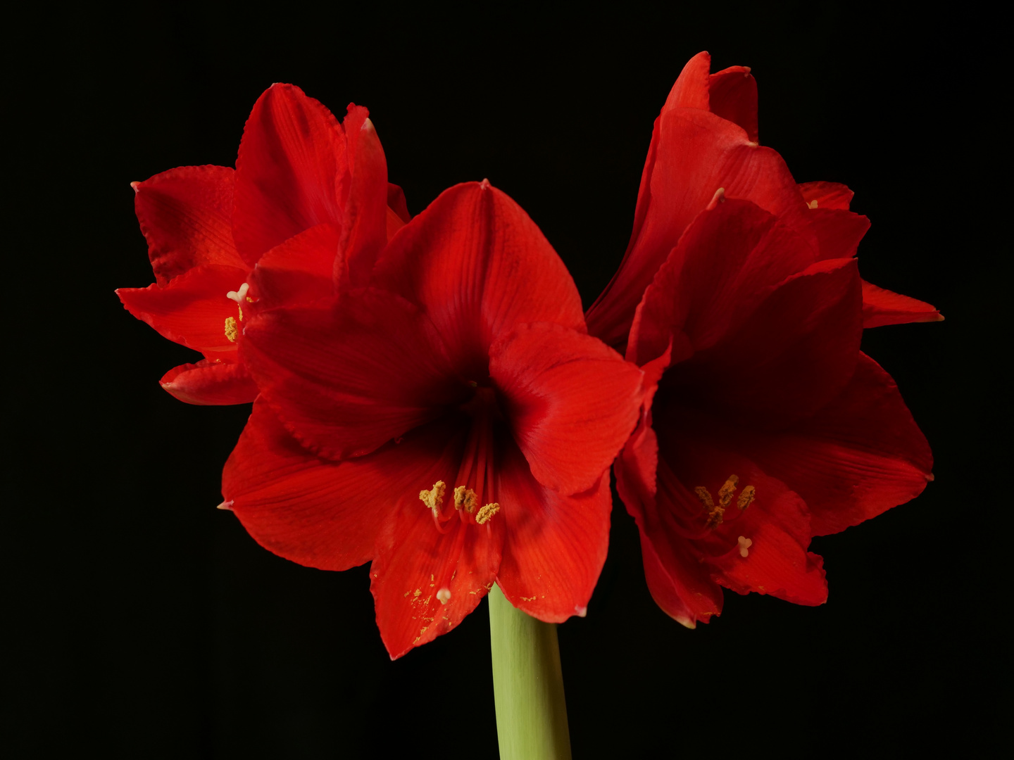 Amaryllis Nr.2 vom 30.01.2022