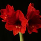 Amaryllis Nr.2 vom 30.01.2022