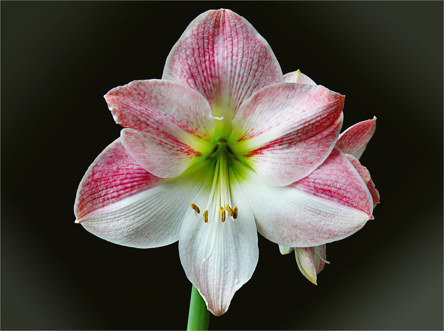 Amaryllis oder Hippeastrum ?