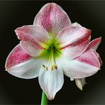 Amaryllis oder Hippeastrum ?