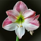 Amaryllis oder Hippeastrum ?