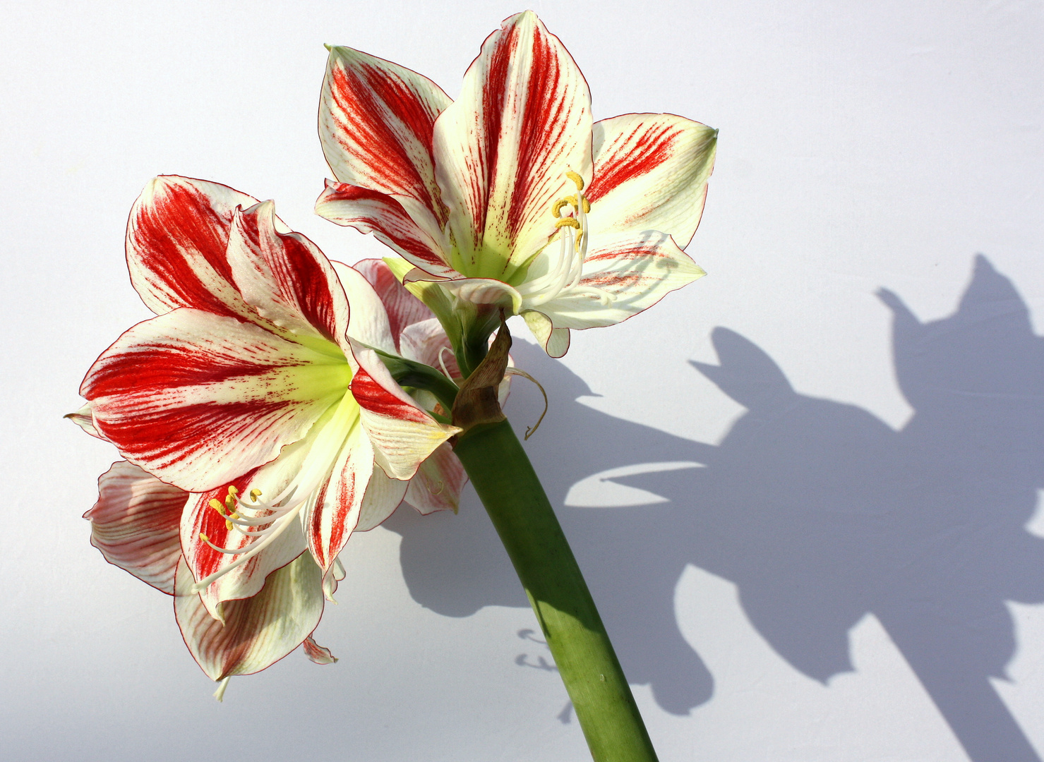 Amaryllis oder Ritterstern