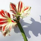 Amaryllis oder Ritterstern