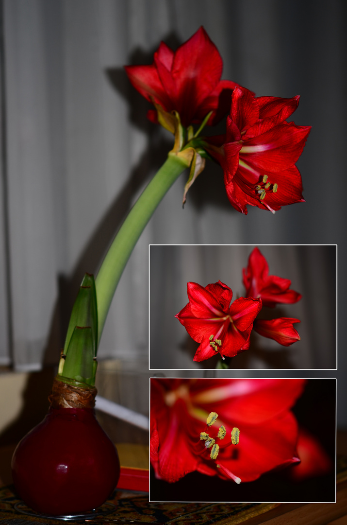 Amaryllis oder Ritterstern