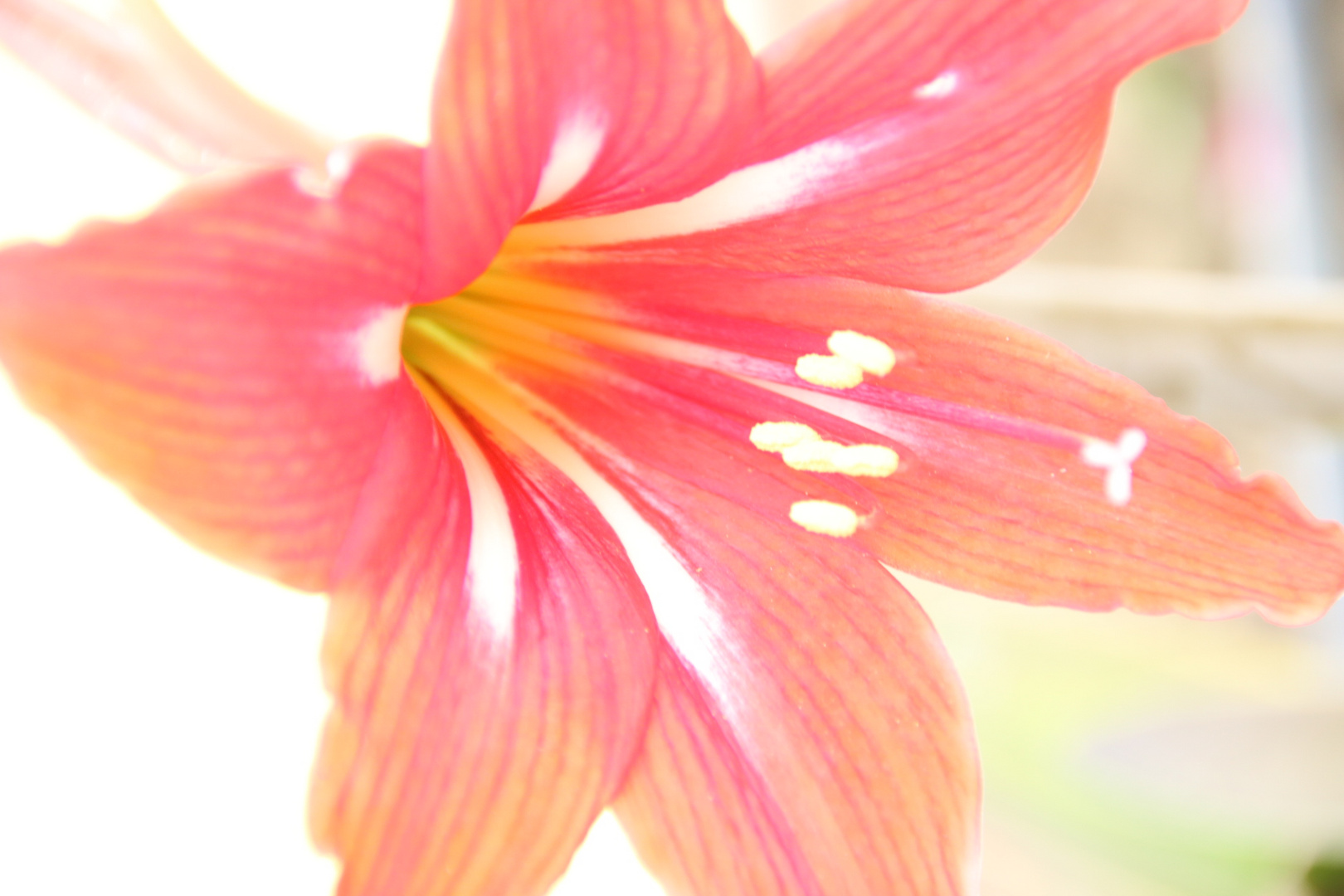 Amaryllis ohne Filter