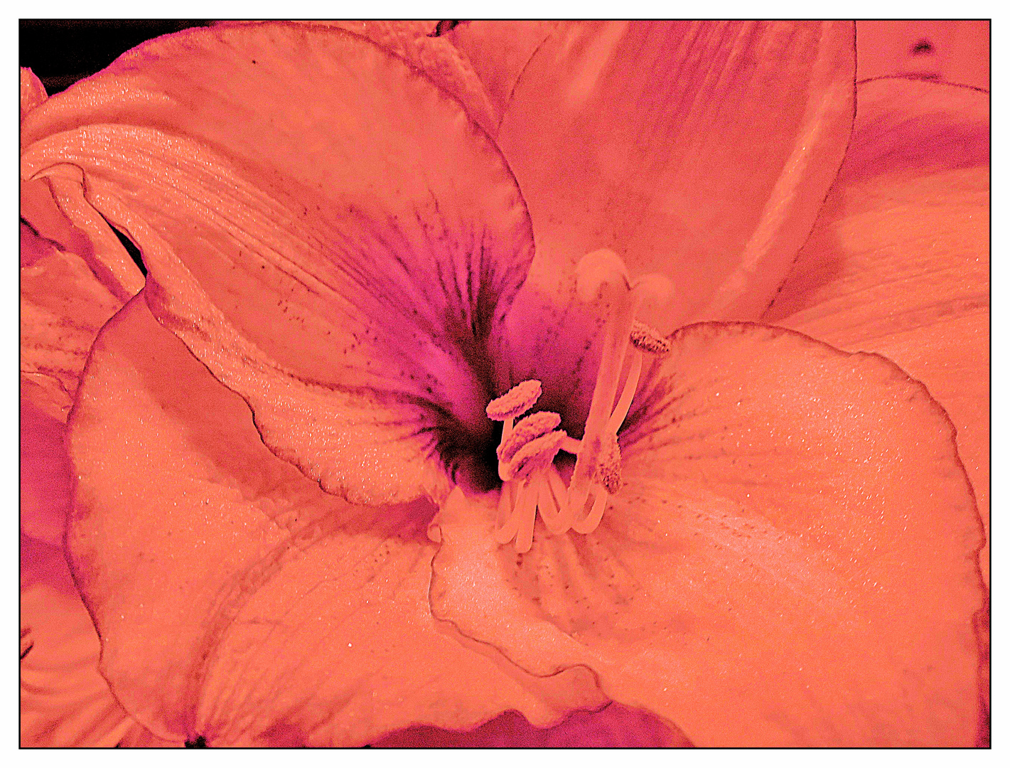 Amaryllis Orange