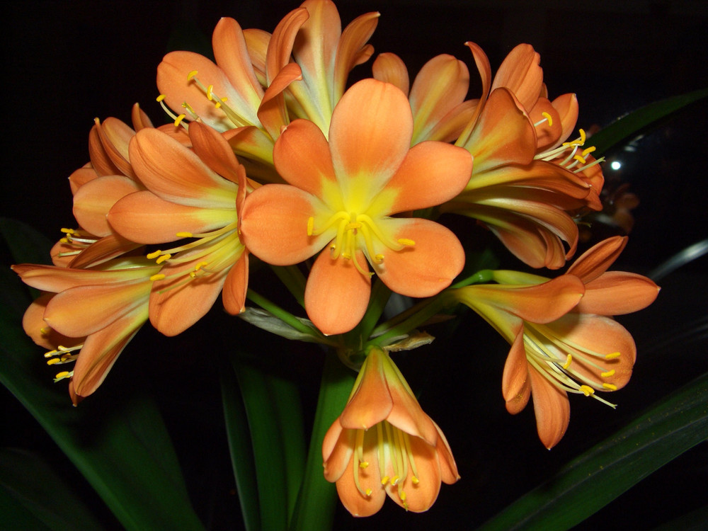 Amaryllis - Orange Souvereign