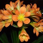 Amaryllis - Orange Souvereign