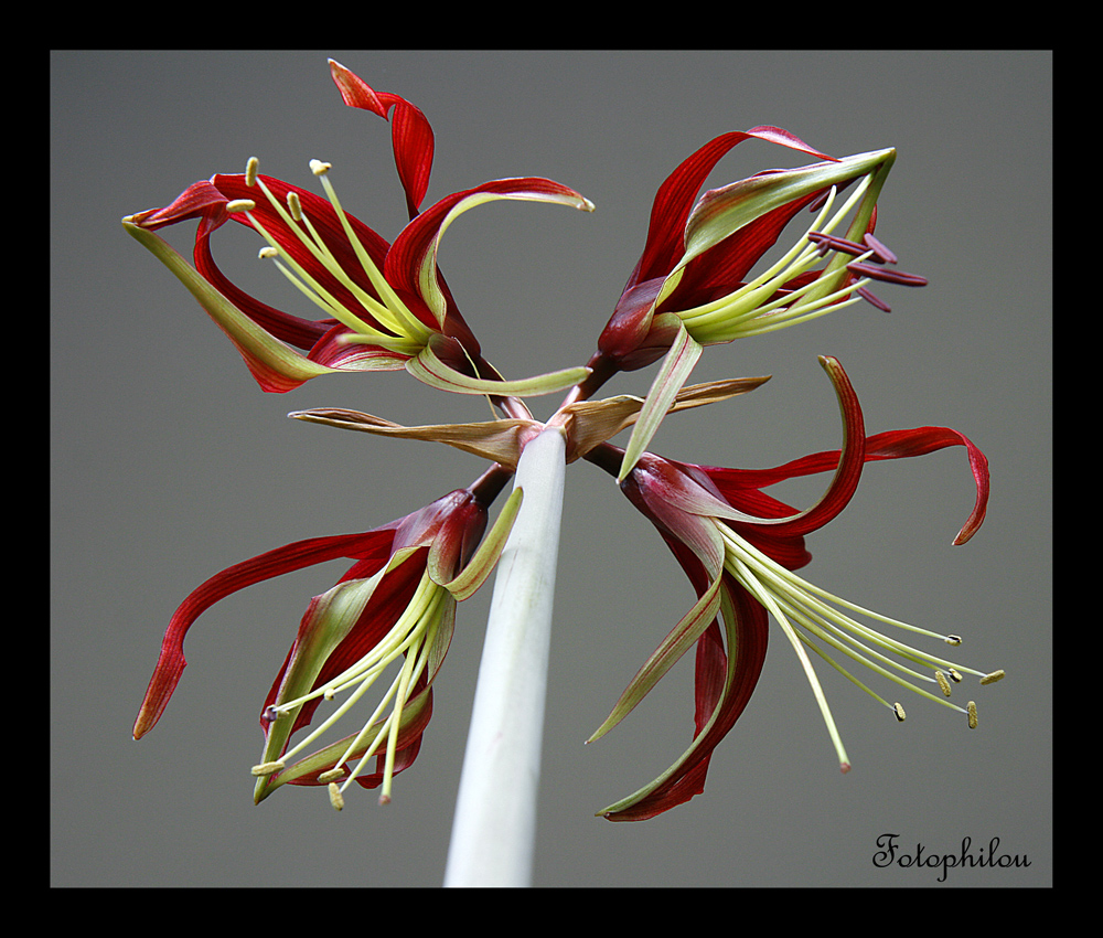 Amaryllis orchidée