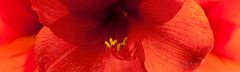 Amaryllis-Panorama-2