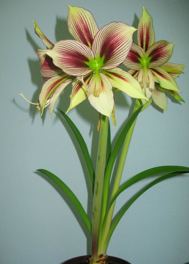 Amaryllis Papilio Butterfly