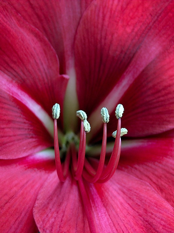 Amaryllis, pink