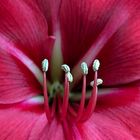 Amaryllis, pink