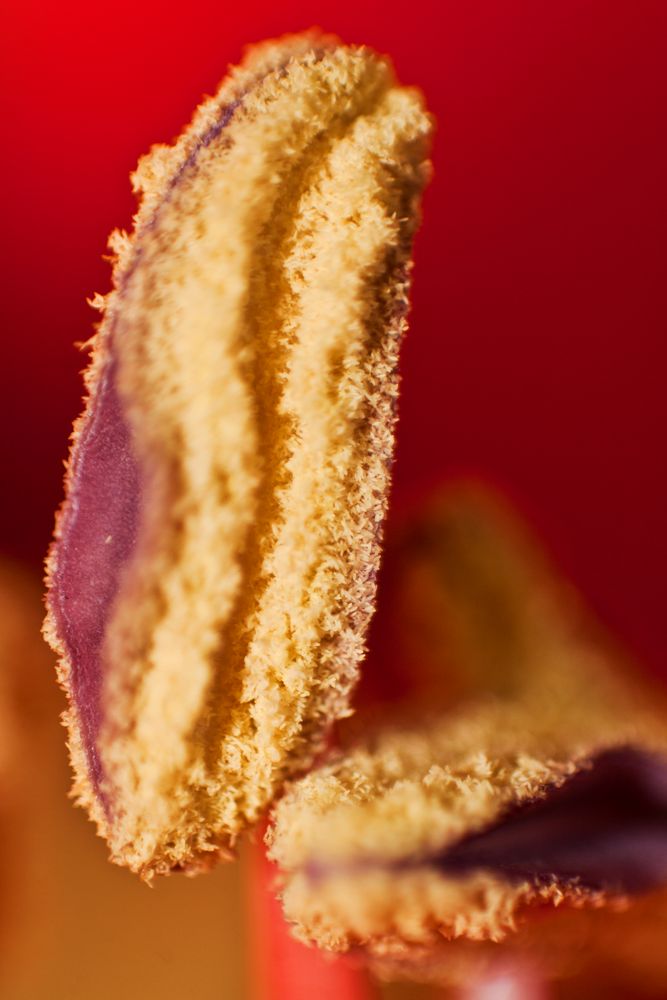 Amaryllis Pollen