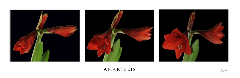 Amaryllis Poster