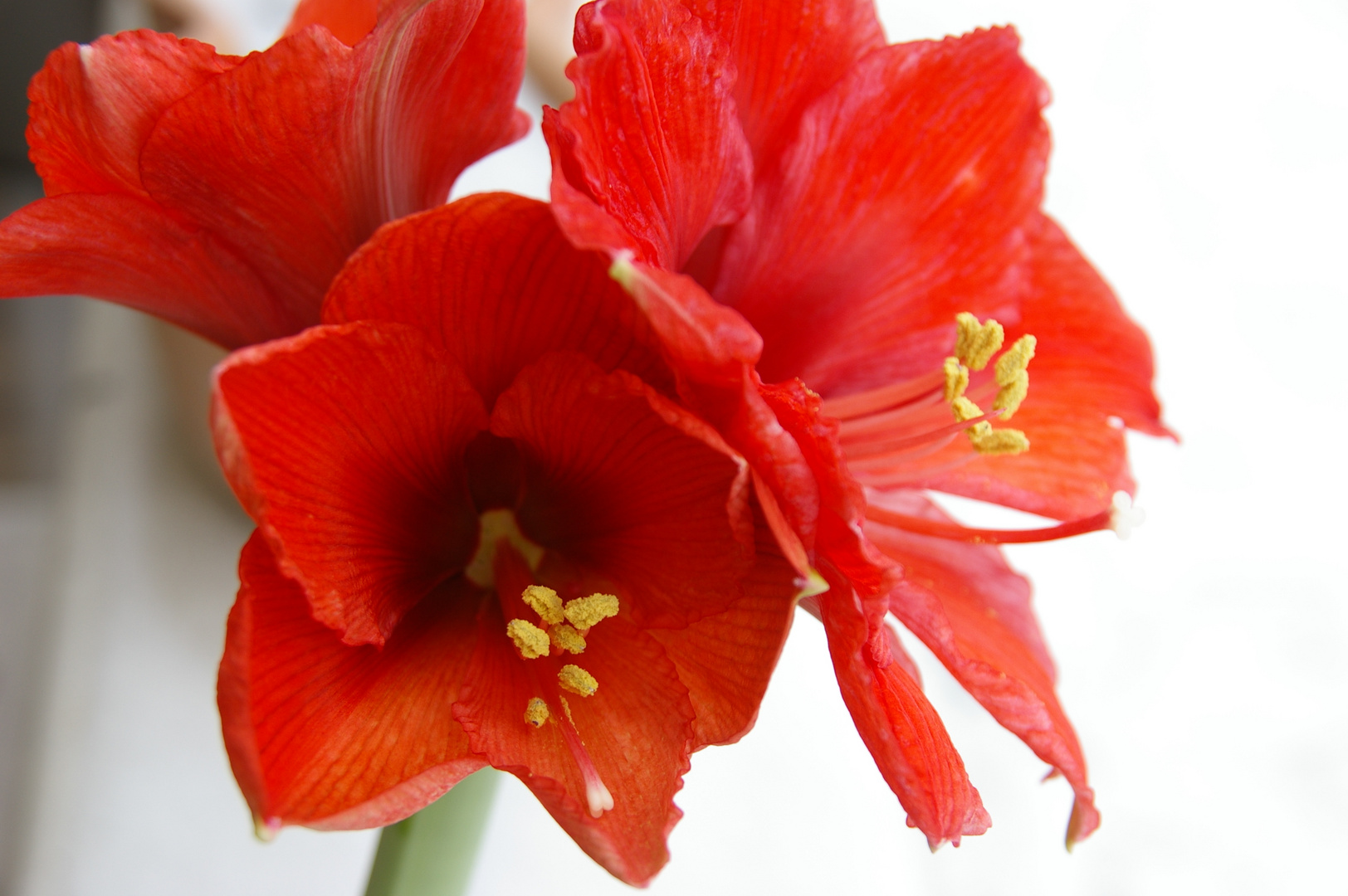 Amaryllis pur